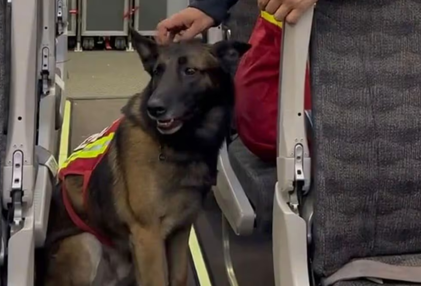 Rex, héroe canino del sismo, ha muerto