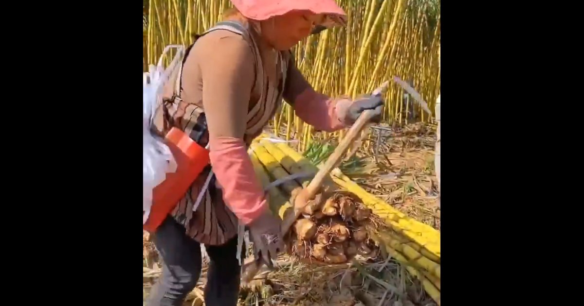 Quema de caña deja ganancias en Atencingo, pero afecta a fauna y flora de la región