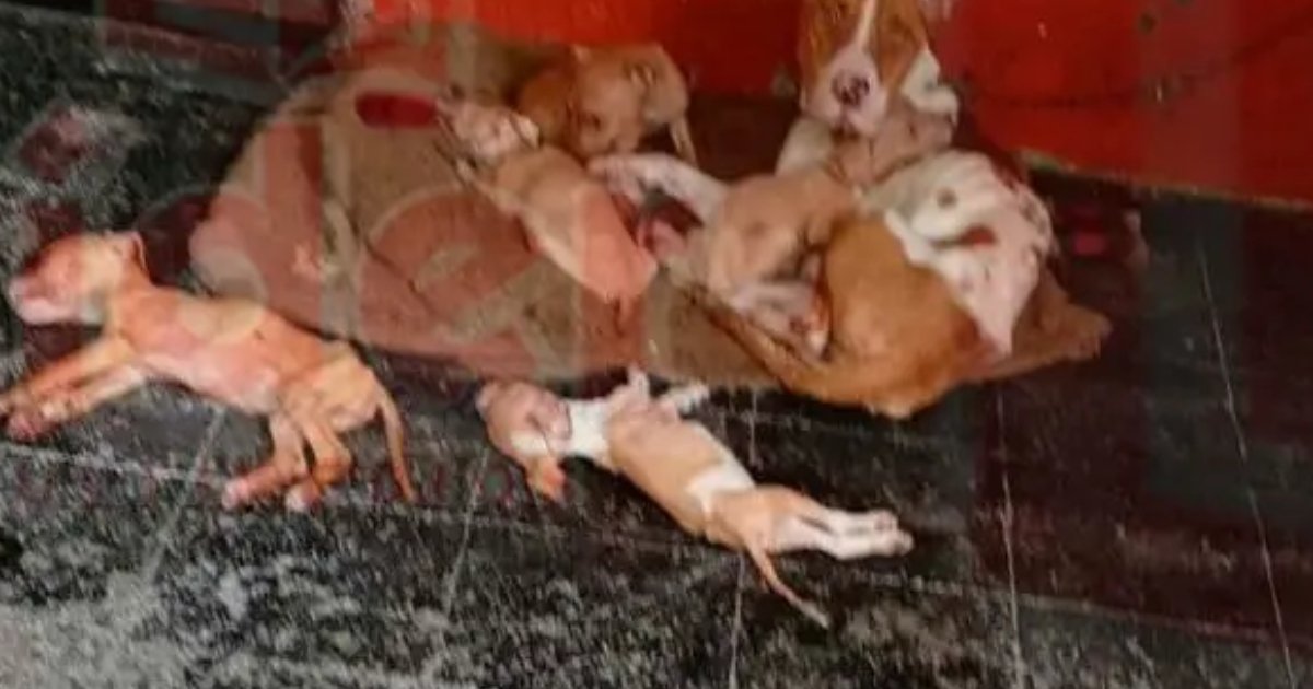 Reportan nuevo caso de crueldad animal en Xicotepec: mueren 9 cachorros