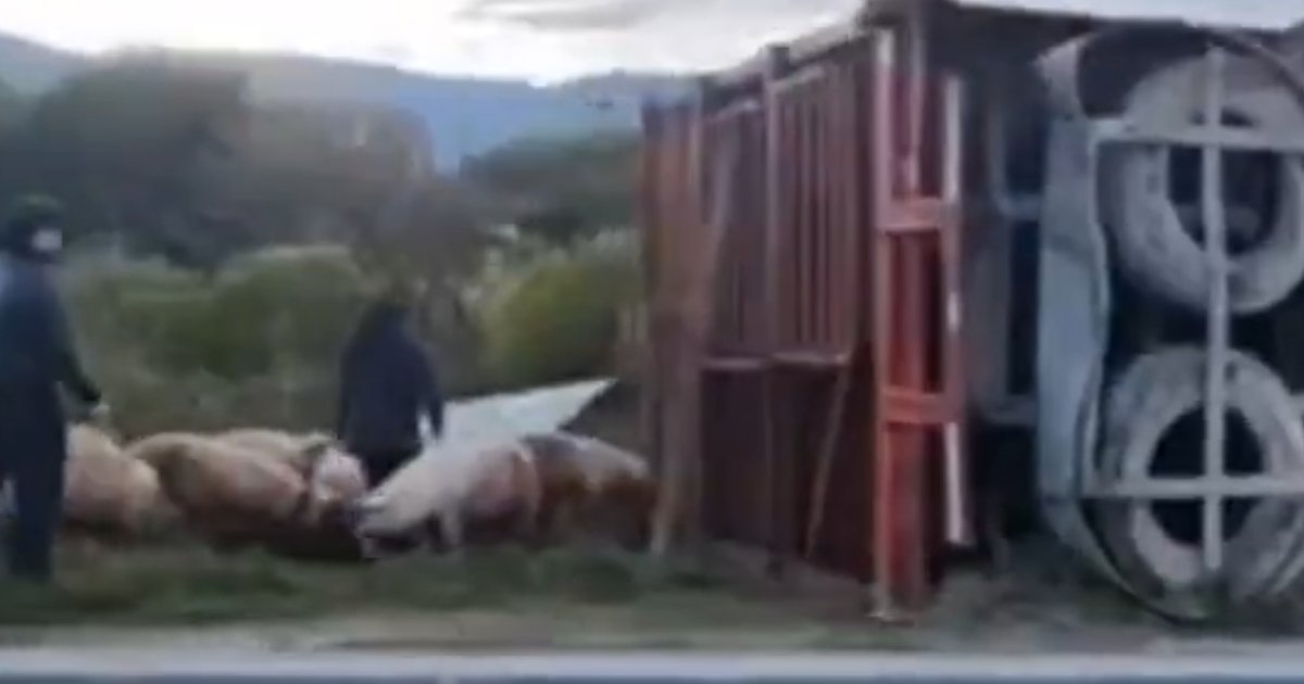 Vuelca camión con cerdos en la carretera Puebla – Tehuacán