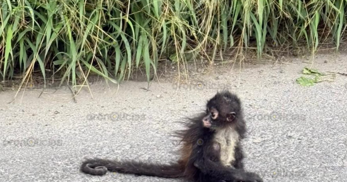 Encuentran un mono araña en libramiento de Tecamachalco