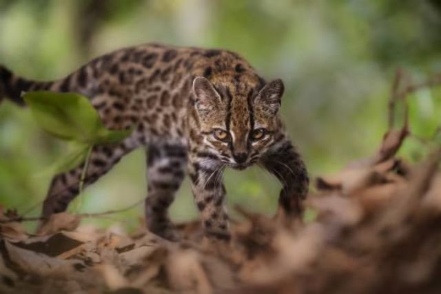 Descubren en Bolivia al Leopardus tilcayo, una nueva especie de gato salvaje